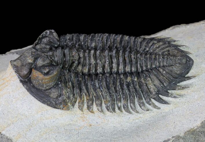 Coltraneia Trilobite Fossil - Huge Faceted Eyes #165843
